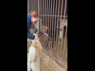 Видео от Приют для собак “Островок надежды“ (СПб)