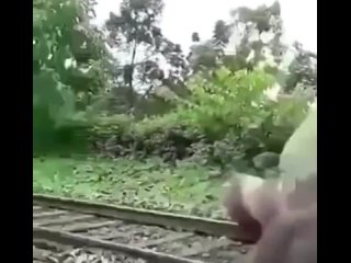 Поезд сбил слона(