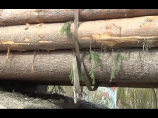 Вологодские полицейские задержали двоих «чёрных лесорубов», спиливших в заказнике свыше 100 деревьев