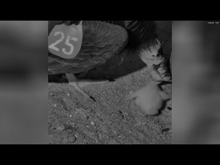 Ветеринары из зоопарка Сан-Диего просканировали яйцо калифорнийского кондора, показав удивительный э