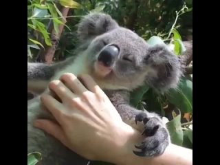 99% своего времени коалы спят и едят. Оставшееся время они ищут партнера, но если не находят — снова идут спать