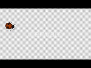 red-ladybird-beetle-bug-crawling-over-screen-by-curved-waving-path-top-view-ms-alpha-channel-51416452