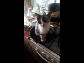 Кошка залезла в сковородку, просит чтоб её пожарили :D