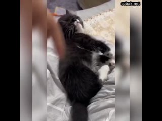Никому не нравится, когда его будят, и котенок из этого видео не исключение. Он сладко спал и видел