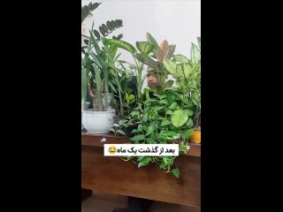 Video by Любимые цветы