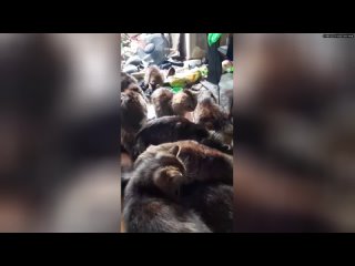 В Благовещенске парень держал в однушке 22 кошки. Теперь зоозащитники пытаются пристроить животных в