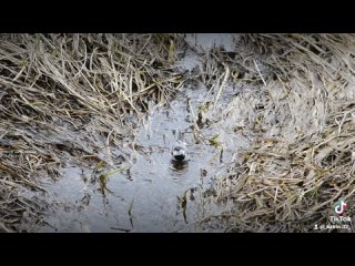 Трясогузка принимает водные процедуры 🐦💧
/11 апреля 2024 год/