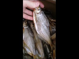 Video by Вобла, вяленая Астраханская рыбка от Ирины
