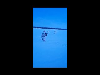 ‼️ Несколько оленей сбежали с фермы в с. Гоньба Малмыжского района