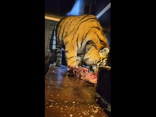 Видео от Дом Тигра - Tiger House