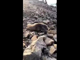 Житель Владивостока во время прогулки с собакой нашел на берегу обессиленного тюлененка.