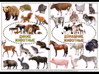 Категории дикие и домашние животные