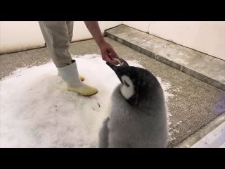 Кормим пингвина