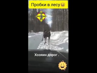 А по правилам кто тут должен уступить дорогу...😅❓