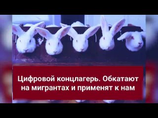 🔥⚡Цифровой контроль хотят начать с мигрантов, а закончить всем населением