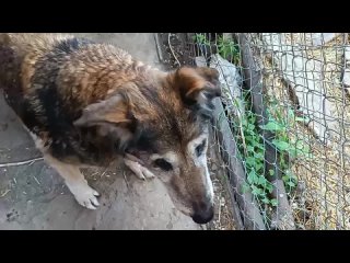 Видео от Приют для животных Счастливы вместе | Луганск