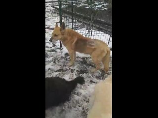 Видео от Пёс-старичок Макс из Колпино (СПб)