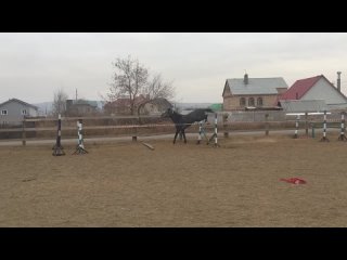 Видео от Horses For Sale | Продажа лошадей и амуниции