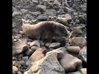 Маленького истощённого тюленя, которого выбросило на берег, спасли во Владивостоке.  После лечения и