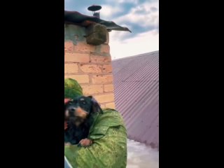 Спасение пса во время наводнения в пригороде Оренбурга