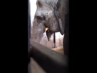 В Калининградском зоопарке слониху Преголю кормят через отверстие в стене