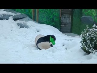 🐼Пока малышка Катюша и мама Диндин отдыхают в закрытом вольере, папа Жуи решил поиграть в снегу

💬 «У Жуи все хорошо» — объяснил