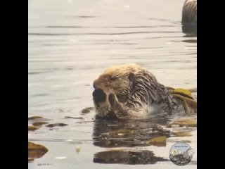 На дворе весна, поэтому калан сегодня решил помодничать и быть в водрослевом красивом образе 🦦💅🏻.