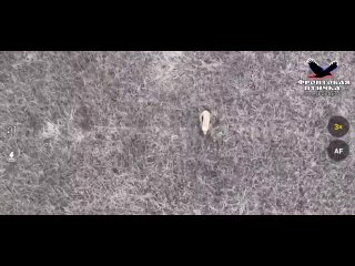 Operador de un dron ruso de reconocimiento grabó un zorro en un campo de la región de Zaporozhie
