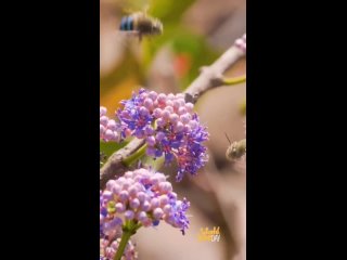 Пчелки с голубыми полосками. Этот вид пчел называется Amegilla