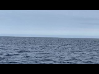 Скромный кит в окрестностях Териберки
