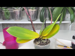 Орхидея желтеет и гниет орхидея