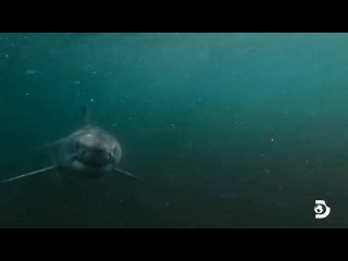Команда Discovery сделала потрясающие кадры с дрона, на которых большая белая акула охотится на тюленя на мелководье.