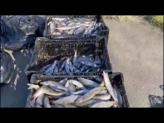 21-летнему дончанину грозит 9 лет за незаконный улов краснокнижной рыбы