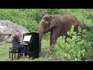 Пианист играет Лунный свет для 80-летнего слона