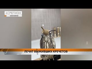 В соколином центре спасли девять истощённых кречетов