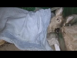 В Башкирии произошел случай спасения косули, которую атаковали местные собаки