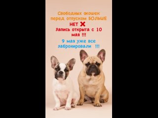 Груминг собак в Санкт-Петербурге, Девяткиноtan video