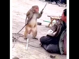 Планета обезьян - новый взгляд на мир приматов
