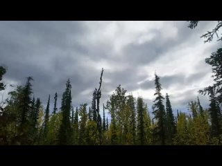 Life Below Zero: First Alaskans: Season 3, Episode 19 «A Moose Can Feed A Family» (Nat Geo 2024 US)(ENG/No Subtitles)