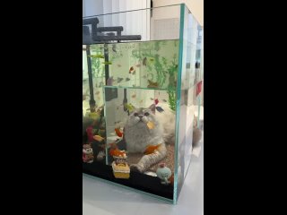 Акванариум для кота! Видео, где для кота сделана стеклянная ниша в аквариуме, эффект нахождения среди рыбок