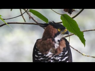 Нарядный хохлатый орел. Spizaetus ornatus.