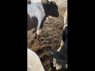 Video by “Атма-Сфера“  Ферма Коров