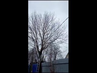 Video by arboristkirishi спил деревьев удаление Кириши