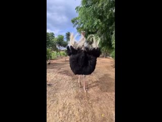 Африканский страус колотит понты