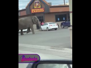 В штате Монтана слониха совершила дерзкий побег  она прогулялась по проезжей части, пока ее не вернули обратно в цирк