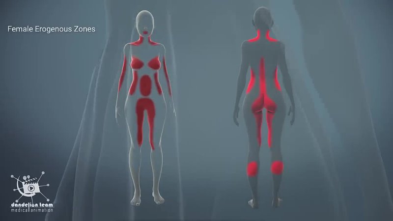 female orgasm   Female anatomy and biology [YT: Dandelion Medical Animation,   [xfr']