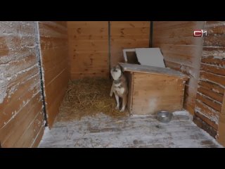 Эвтаназия бездомных животных в Югре — мнение зоозащитников и жителей