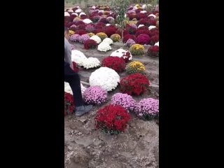 Відео від Мой сад - дачный советник