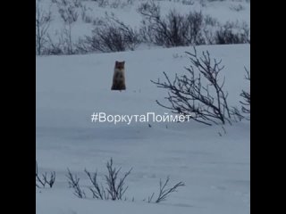 #ВоркутаПоймёт | Пёс и лисица