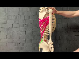 Анатомия. Широчайшая мышца спины
